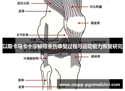 以斯卡马卡十字韧带重伤康复过程与运动能力恢复研究